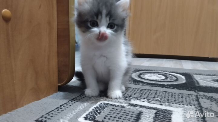 Кошка в дар бесплатно