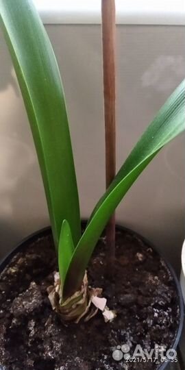 Гиппиаструм