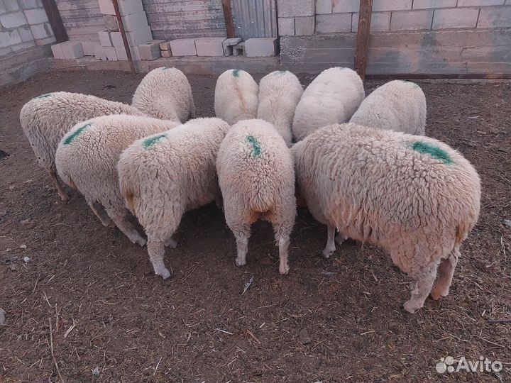 Гисарский баран