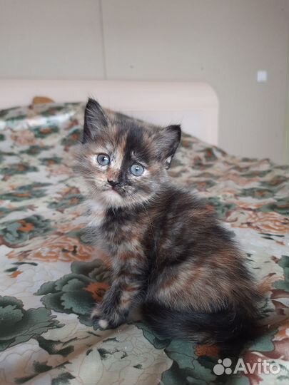 Котенок девочка