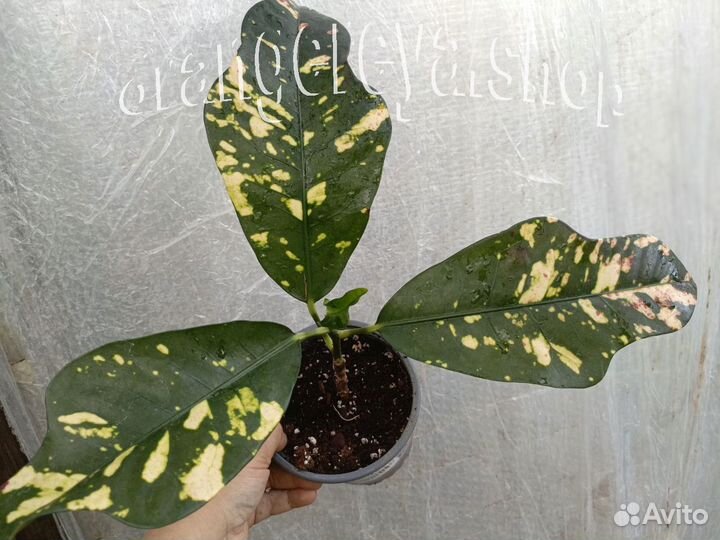 Кодиеум кротон Петра Дуболистный Тамара и другие