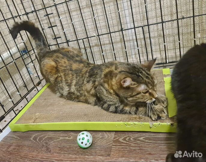 Стерилизованная Маша-милаша в руки Надёжных хозяев