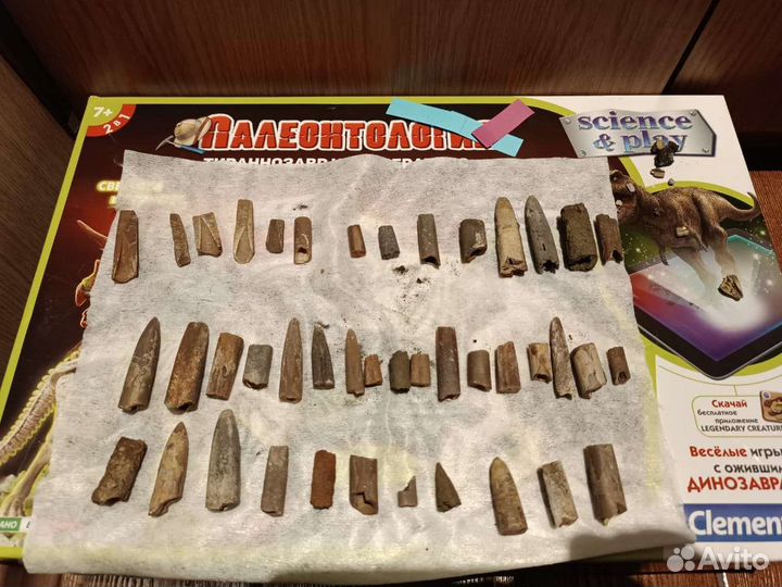 Белемниты чертовы пальцы