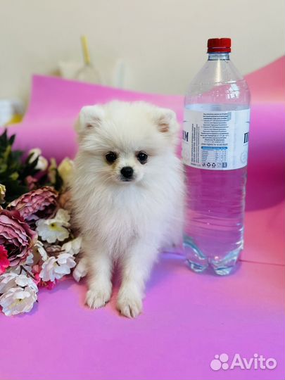 Шпиц мини девочка