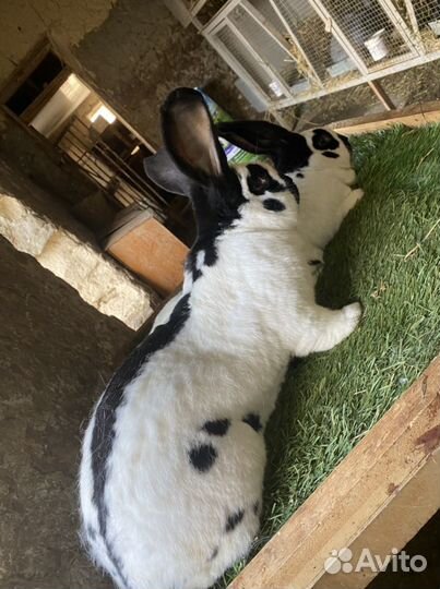 Кролик немецкий пестрый строкач