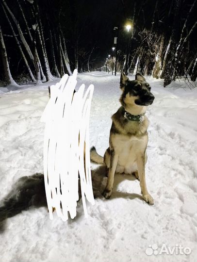 Собака в добрые руки