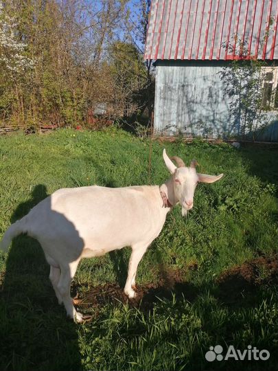 Зааненская козы