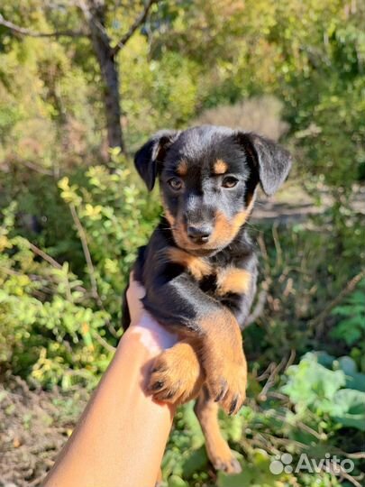 Маленькая порода собак