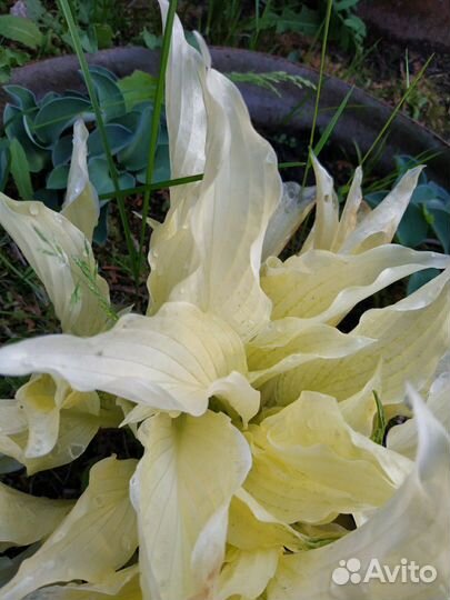 Хосты, много разных