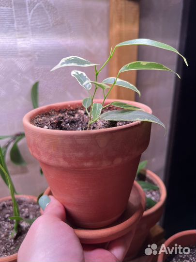 Фикус бенджамина пестролистный. Цветок