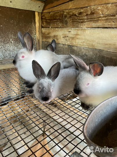Кролики «Калифорнийцы»