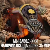 Эублефар с террариумом и полным комплектом, Москва