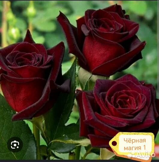 Кустовые розы саженцы