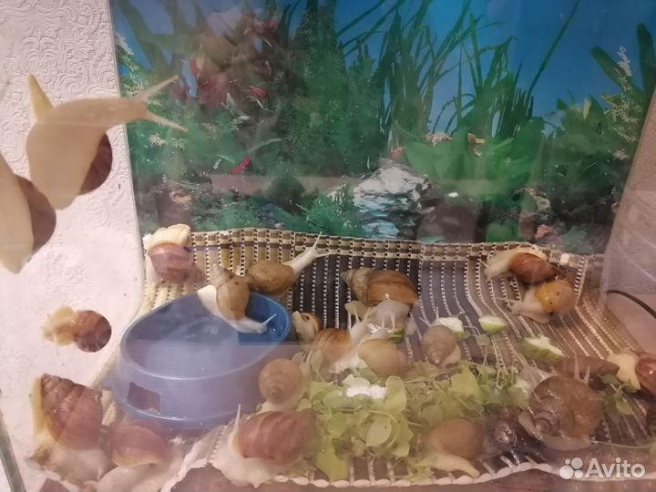 Улитки ахатины