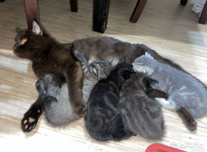 Шотландские котята