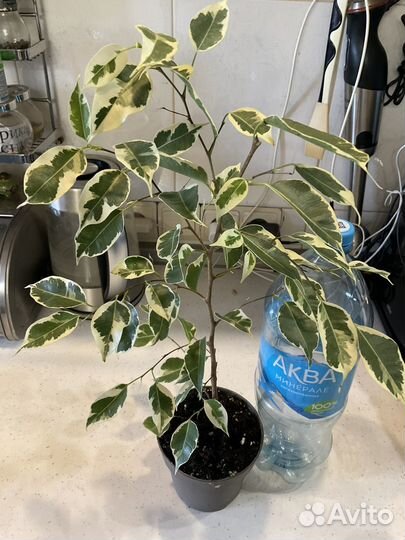 Фикус,драцена