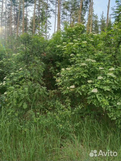 Цветки белой акации бузины черной