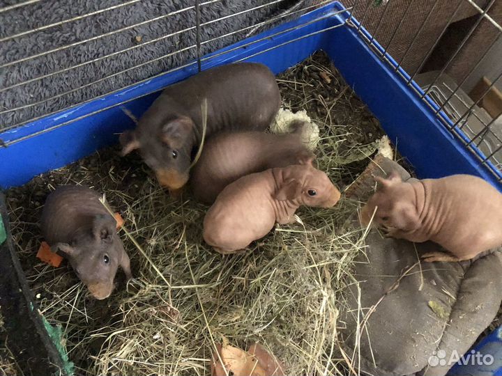 Морская свинка скинни