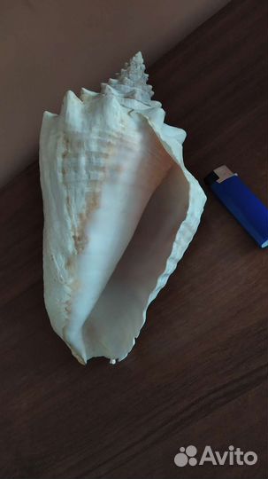 Большая морская раковина