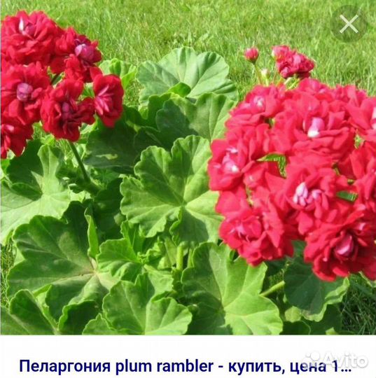 Пеларгония розебудная Plum rambler