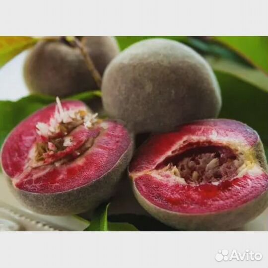 Саженцы персиков новинки