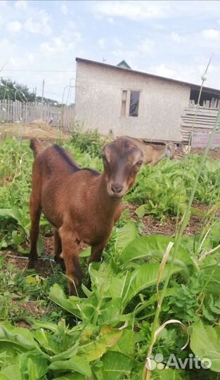 Козы ламанча