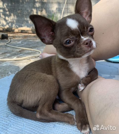 Щенки чихуахуа