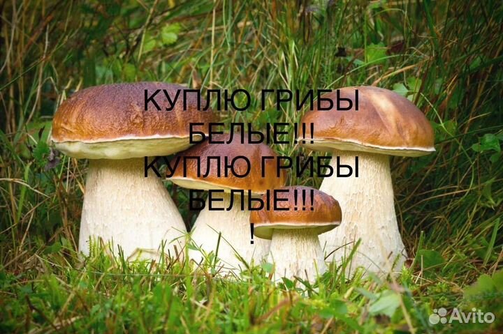 Грибы белые свежие