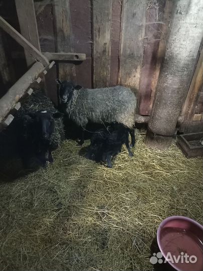 Овцы с ягнятами