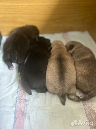 Домашние животные собаки щенки