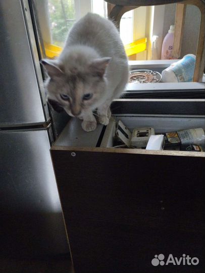 Отдам в добрые руки