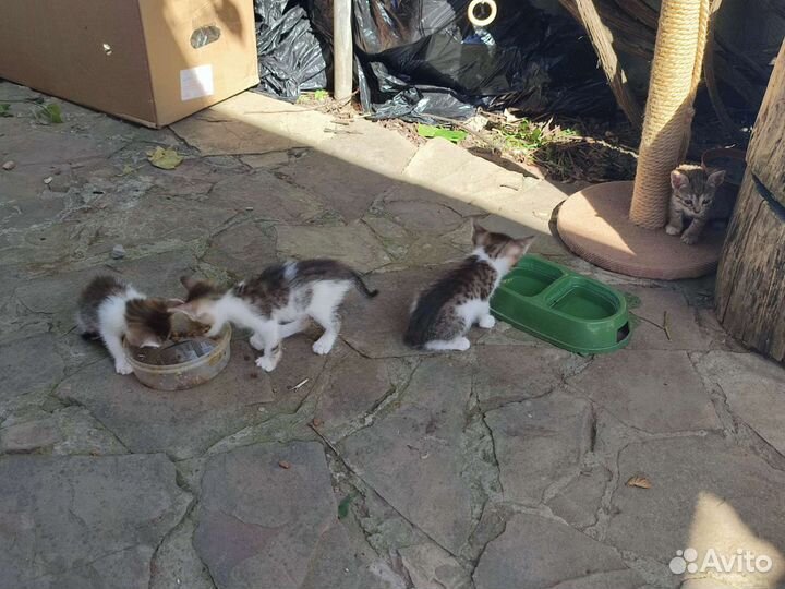 Котята в добрые руки