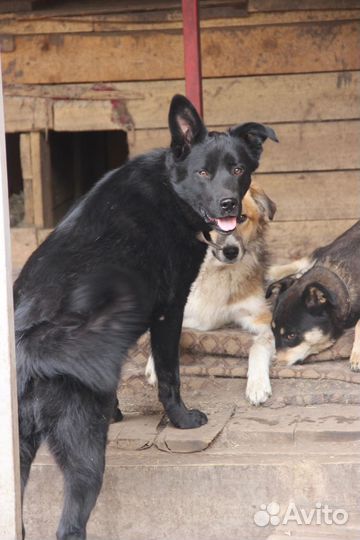 Собака в добрые руки