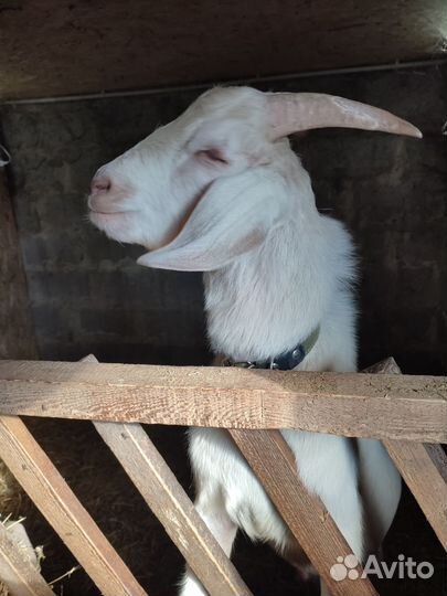 Англо нубийские козлики