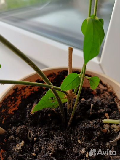 Жасмин комнатный 