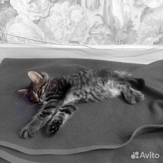 Кошка в дар бесплатно