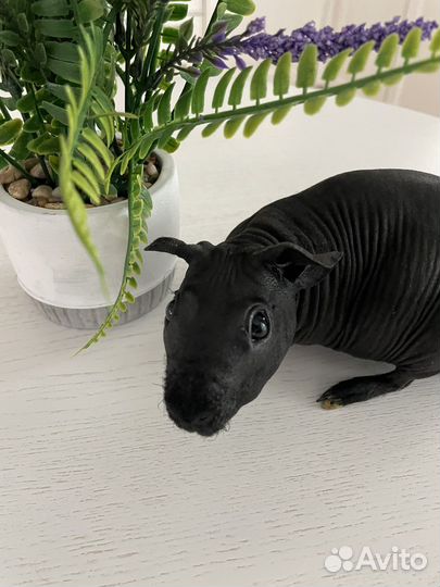 Морская свинка скинни