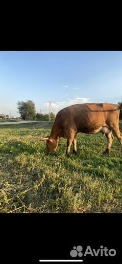 Коровы быки и телки