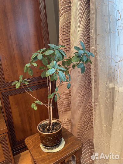 Цветы Фикус Папоротник