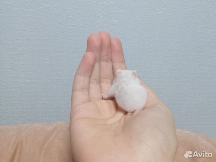 Джунгарские хомячки