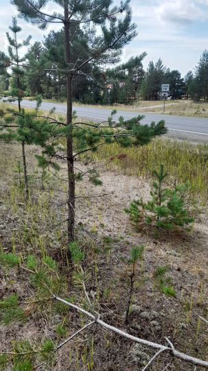 Участок 15 сот. (ИЖС)