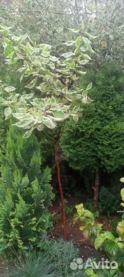 Дерен пестролистный