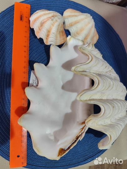 Тридактна элонгата, пара