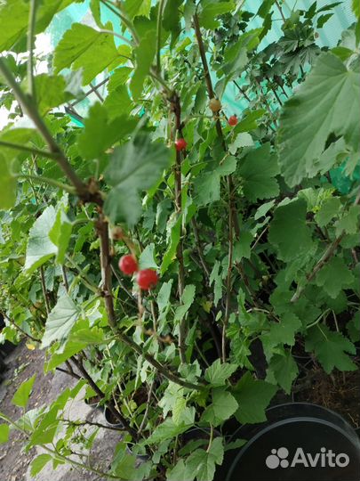 Саженцы смородины