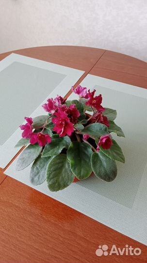 Сортовые фиалки
