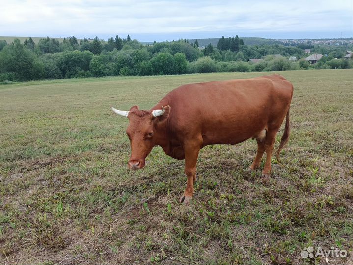 Корова дойная с теленком