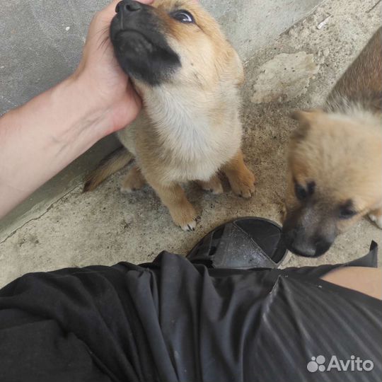Собака в добрые руки отдам бесплатно