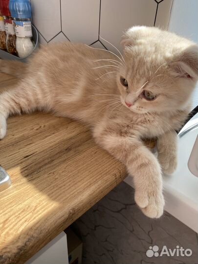 Персиковый шотландец