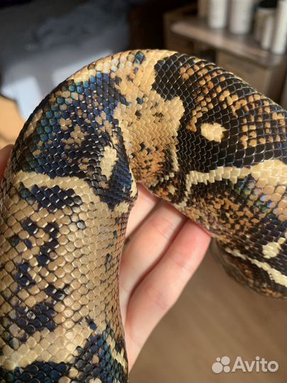 Императорский удав