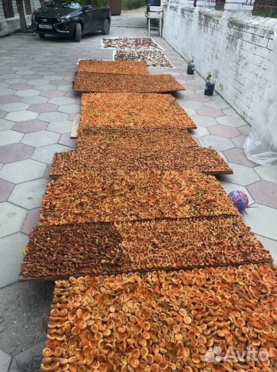 Курага горная домашняя